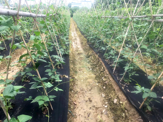 Ogród warzywny Tkanina blokowa chwastów rolniczych Czarna plastikowa okrywa gruntowa