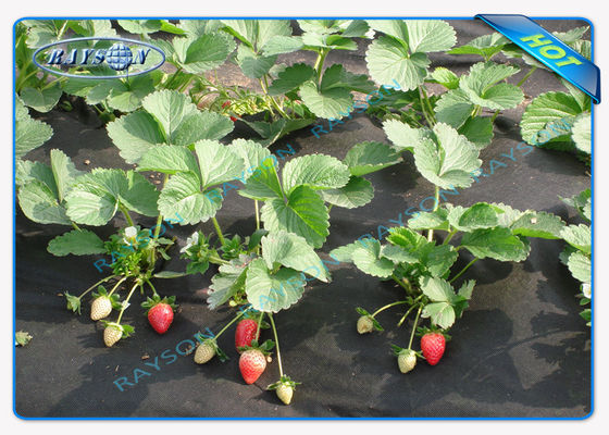 Biodegradowalna włóknina rolnicza o dużej wytrzymałości w kolorze czarnym 1,5 uncji 40 g / m2 do 100 g / m2