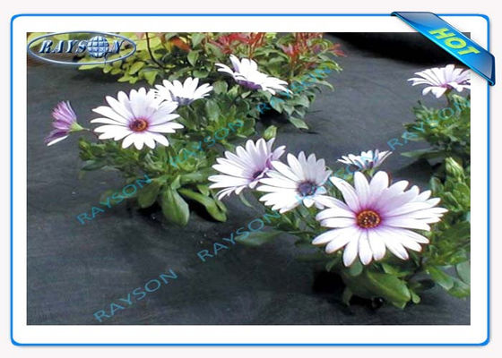 3% ochrona przed promieniowaniem UV 10-letnia gwarancja Rolnicza włóknina Spunbond w kolorze czarnym