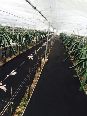 Włóknina kontrolująca chwasty 1,6x10 metrów do rolnictwa lub ogrodnictwa